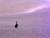 The dunes with swan